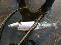 Netting Your Salmon