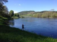 Fishing In Summer On The River Tay
