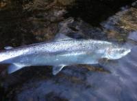 Salmon Fishing Hospitality