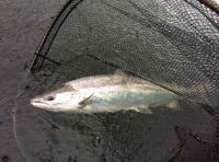 Catching Big River Tay Salmon