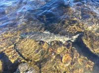 Perfect River Tay Spring Salmon