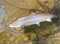 Catching The Perfect Salmon