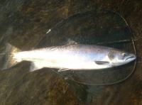 Big Salmon From The River Tay