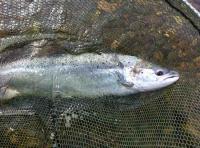 The King Of Fish