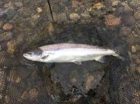 The Perfect Salmon