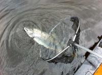 Perfect Salmon From The River Tay