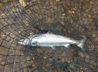 The Perfect River Tay Salmon