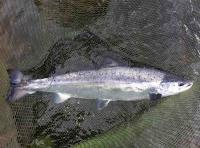 The King Of Fish