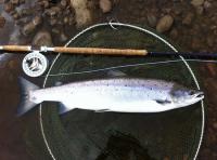 Catch A Tay Salmon On The Fly