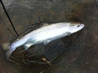 Fishing Events On The River Tay