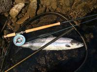 The Perfect River Tay Salmon