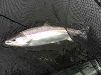 The King Of Fish