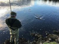 Playing An Atlantic Salmon