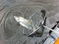 Releasing Atlantic Salmon