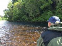 Anticipating The Salmon Take