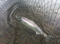 The Salmon Fishing Objective