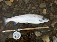 A Perfect Fly Caught River Tay Salmon