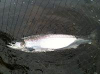 An Introduction To The King Of Fish
