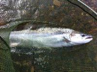 A 'King Of Fish' Encounter