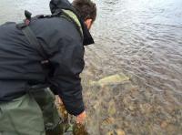 Catching A River Tay Salmon