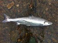 Scottish Salmon Silverware