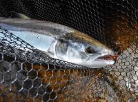 Capturing An Atlantic Salmon