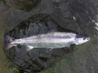 Perfect Salmon Fishing Moments