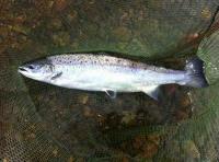 The 'King Of Fish'