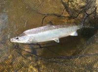 Hitting The Salmon Fishing Objective