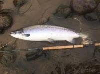 Perfect River Tay Summer Salmon