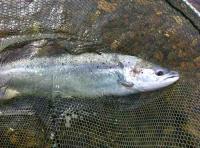 Atlantic Salmon Fishing In Scotland