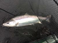 Catch The Perfect Tay Salmon