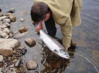 The Pefect River Tay Salmon