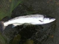 Salmon Fishing Events