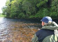 Catching Salmon On The Fly