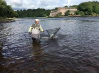 Landing A Tay Salmon