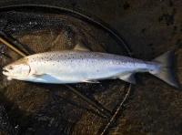 The King Of Fish