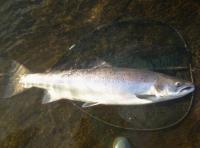 Big River Tay Salmon