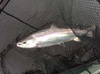 The River Tay Spring Prize