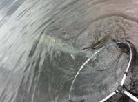 Releasing Scottish Salmon