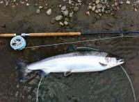 The King Of Fish