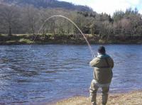 Playing A Hard Fighting Tay Salmon