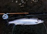 Salmon Beauty & Perfection