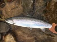 Catching A Dream Salmon