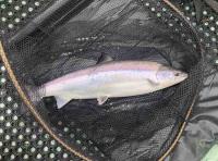 Yesterday's Perfect Tay Salmon