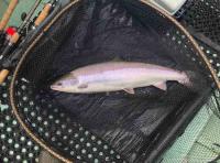 River Tay Spring Salmon