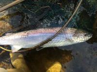 Landing A River Tay Spring Salmon