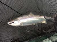 Catch A Perfect Salmon