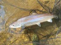 Beautiful River Tay Salmon