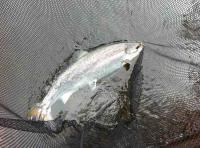 River Tay Salmon Excitement